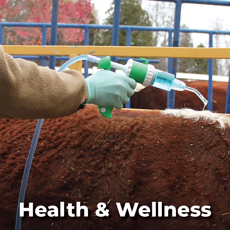 Cattle Health & Wellness
